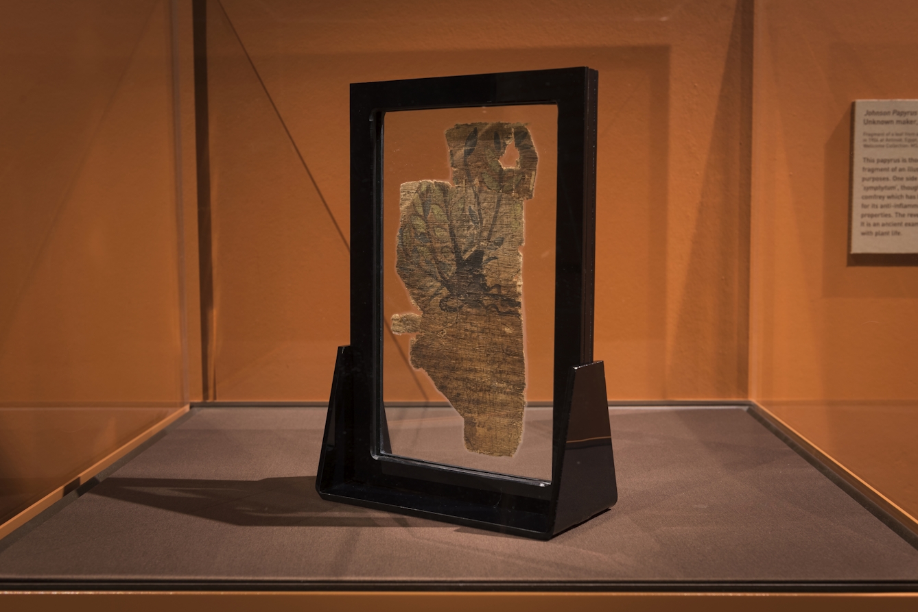 Photograph of a black frame holding a piece of papyrus trapped between glass. On the papyrus is an illustration of a comfrey plant.