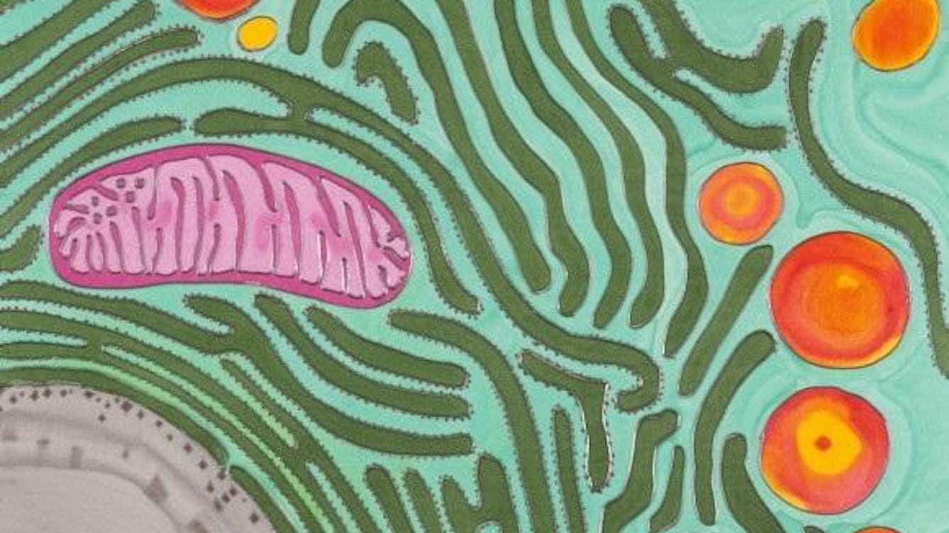 An colourful illustration of some cells swimming about