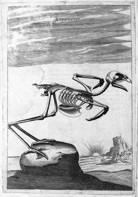 Breve e sustantiale trattato intorno alle figure anathomiche delli più principali animali terestri, aquatili, et volatili / [Jean Germain].