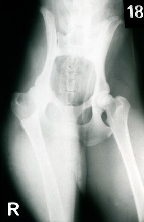 X-ray of tilted pelvis of a dog.
