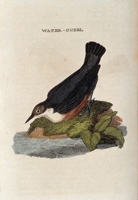 A bird: a dipper. Coloured engraving.