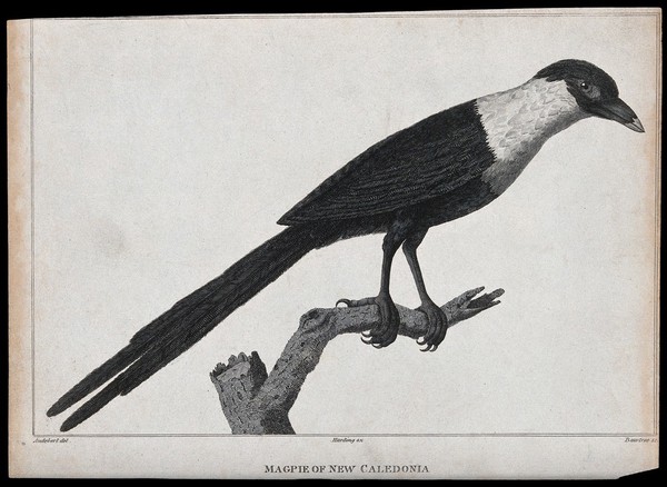 A magpie from New Caledonia. Engraving by Bawtree after J. B. Audebert.