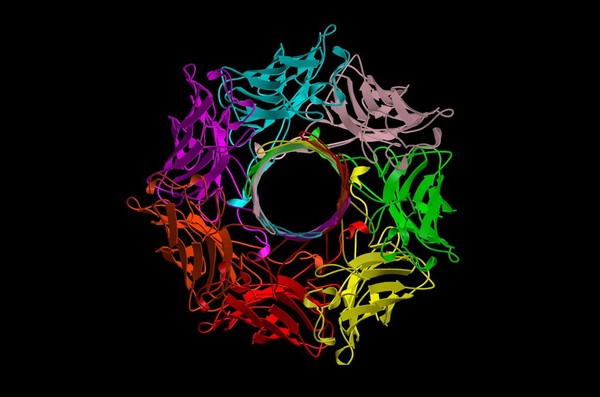 Molecular model of alpha-haemolysin, ribbon